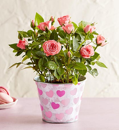 Love in Bloom Pink Rose Plant